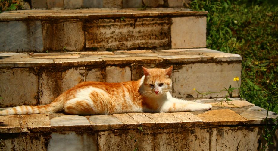 Kat Albanie Kat Albanie